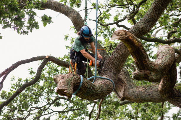 Best Palm Tree Trimming  in Hawthorne, FL